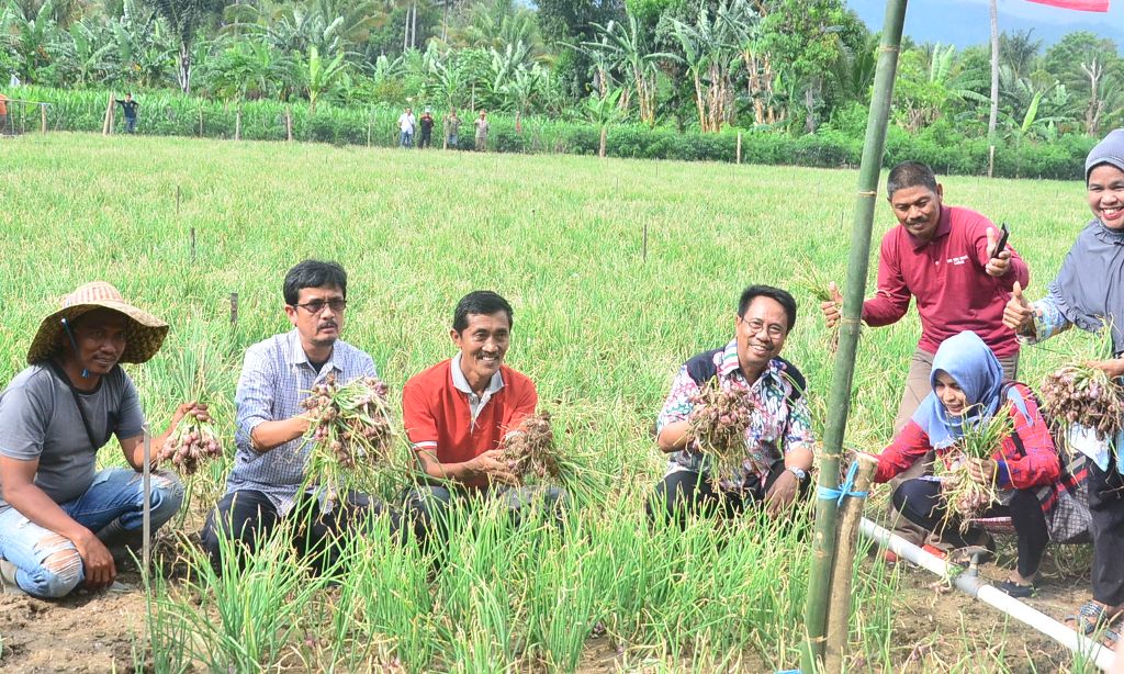 Bupati Pinrang Motivasi Petani Bawang