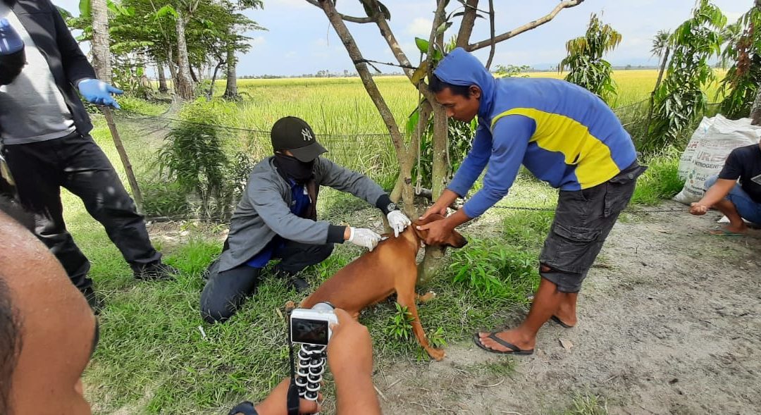 Peringati Hari Rabies Sedunia, Disnakbun Pinrang Gandeng Balai Besar Veteriner Gelar Vaksinasi Rabies